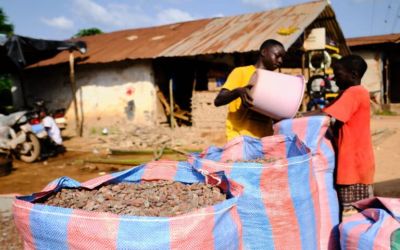 The vanishing forests on Liberia’s cocoa frontier