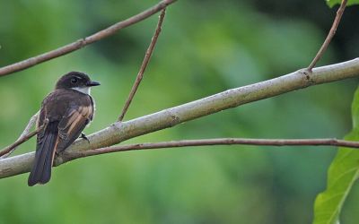 New bird species identified on remote Indonesian island