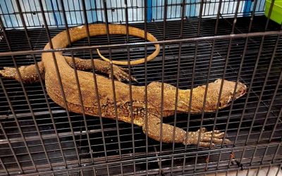 Indonesia busts wildlife trafficking ring targeting Komodo dragons
