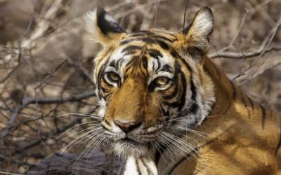 Facebook is a hub for illegal wildlife trade, and that’s by design, report says