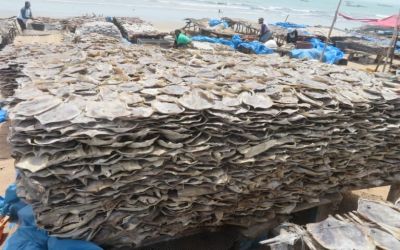 In Senegal, artisanal fishing kills a surprising number of sharks and rays: study