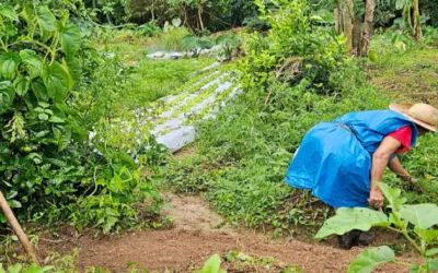In Barra do Turvo, Brazil, women promote biodiversity and harvest healthy food at fair prices