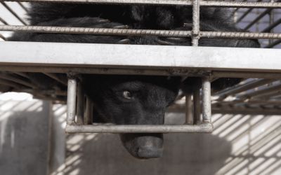 27 Moon Bears rescued from illegal Laos bile farm