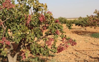 Syria's government begins to return Alawi lands, while maintaining its hold over others
